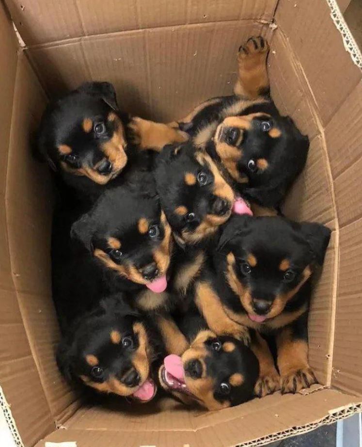Box of Pure Happiness