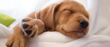 22 Cute Puppies For Anyone Who Needs A Smile
