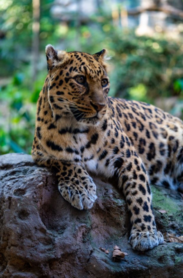 40 Amazing Wild Animal Photos